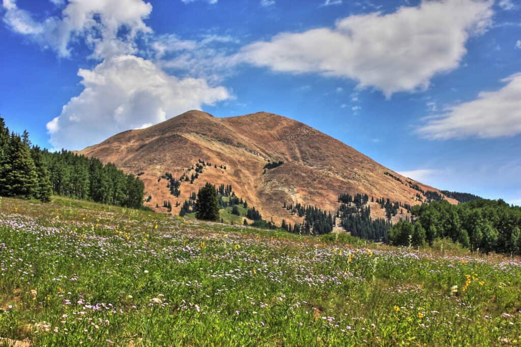 A rounded alpine peak rising above the treeline, where dark green forest gives way to bare brown slopes, fronted by a meadow of purple and yellow wildflowers under a blue, partly cloudy sky.